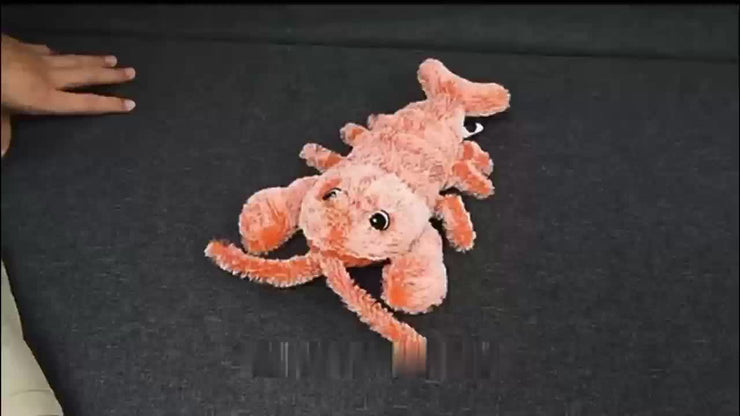 cat toys