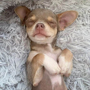 Super soft dog bed with sleeping puppy, highlighting orthopedic comfort and non-slip design.