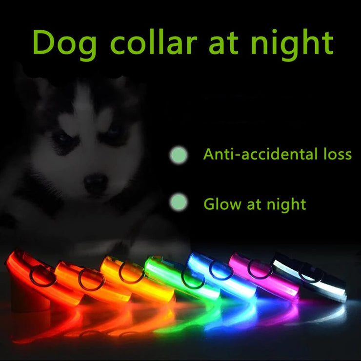 LED dog collars glowing in various colors at night for pet safety and visibility.