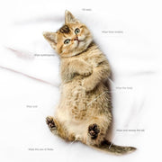 Cute kitten lying on its back with labeled areas for using pet cleaning deodorizing wipes.