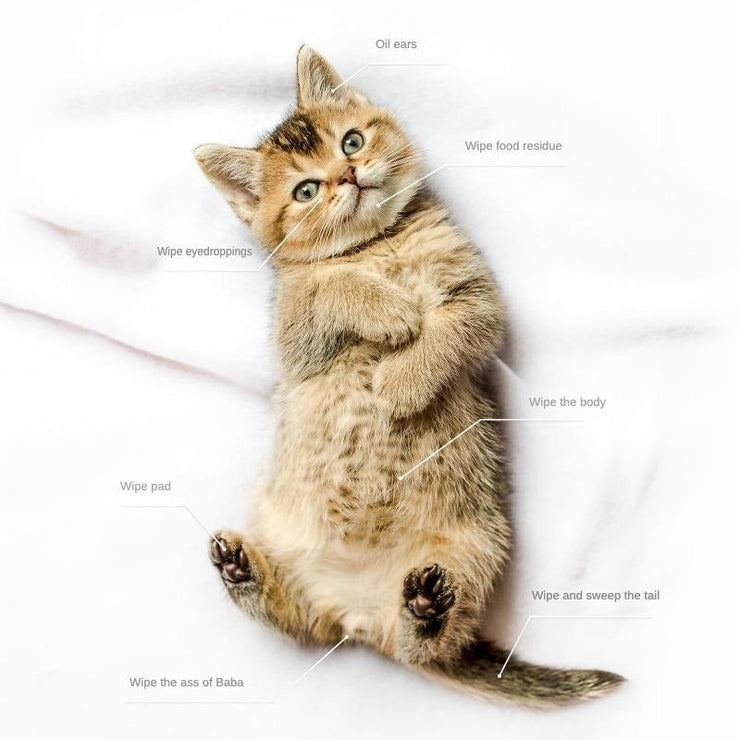 Cute kitten lying on its back with labeled areas for using pet cleaning deodorizing wipes.