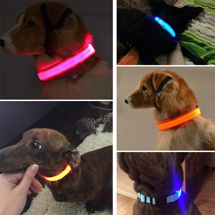 LED adjustable dog collars glowing in various colors including red, blue, and orange for pet safety.